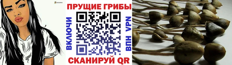 Галлюциногенные грибы мицелий  наркота  Щучье 